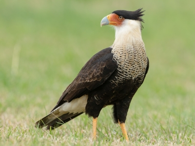 Crested Caracara